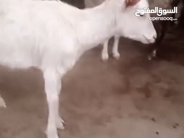 ماعز سانين اصلي