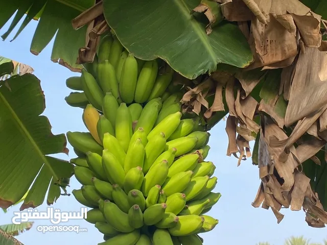 موز عماني فرض