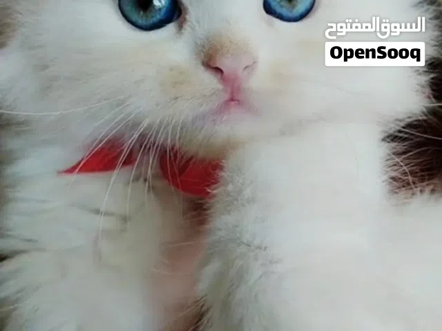 قطتين ولا وبنت ن ع عالي ونضاف جدا