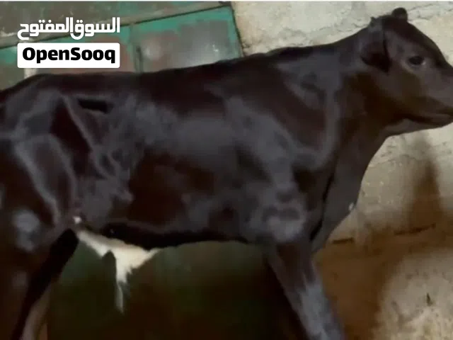 اوفر عجال صلاليات بطلب بجميع الاحجام والأسعار المغريه