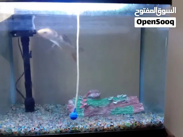 حوض سمك شبه جديد