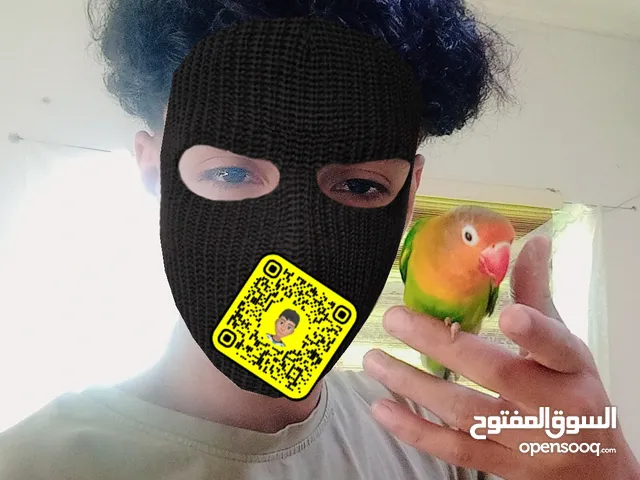 ببغاء الفيشر للبديل أو للبيع