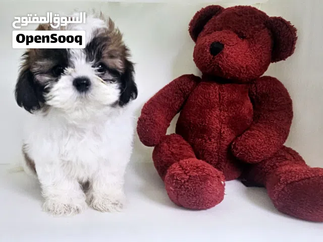 shihtzu peur شيتزو بيور