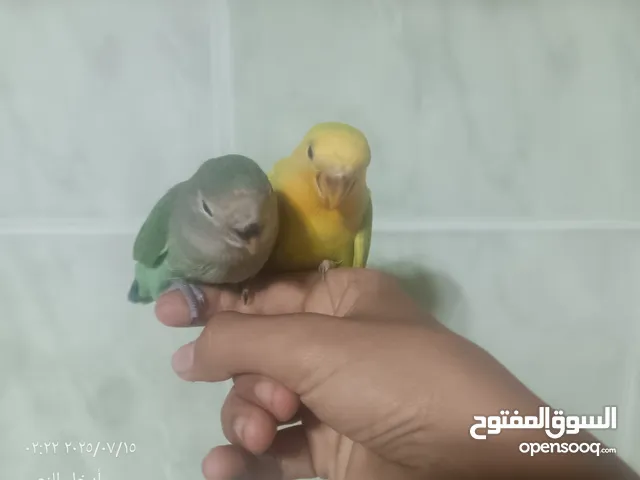 كوبيه بركديلو متروضه للبيع