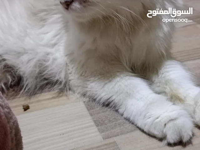 بزون التبني