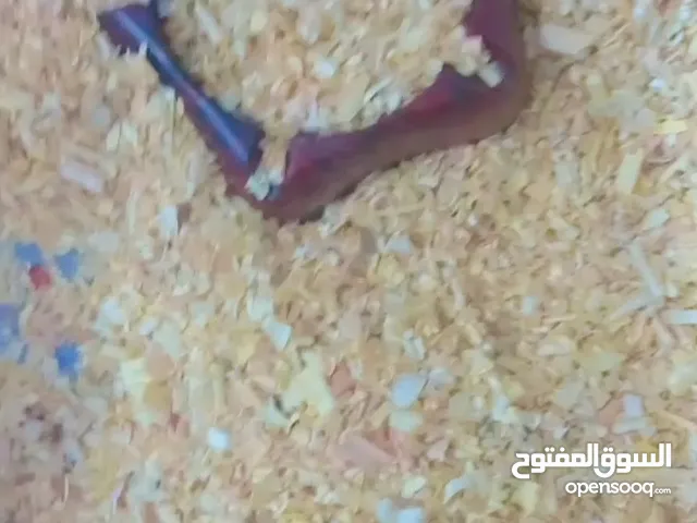 زوج هامستر روسي