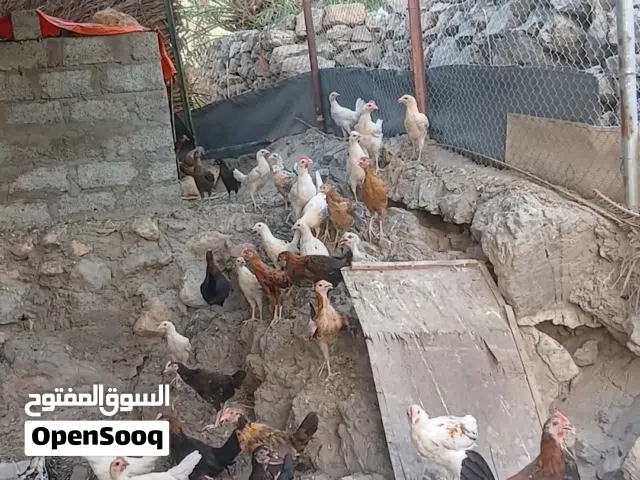 فروخ دجاج قريات