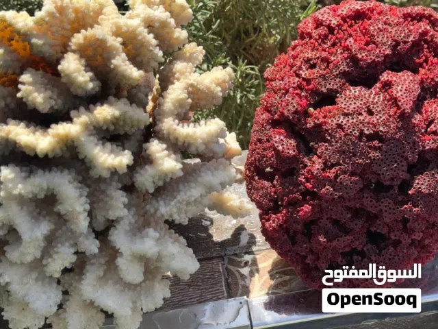 مرجان بحري