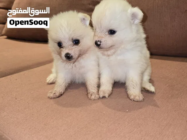 بومبريان جراوى 2 أنثي