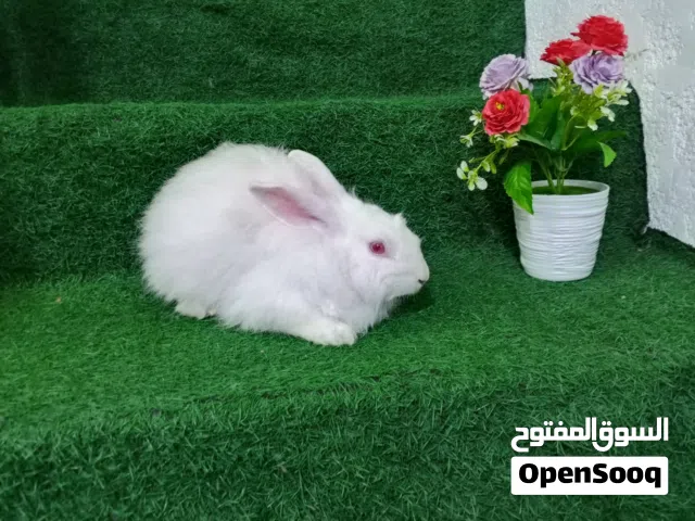 ارنب ابيض.