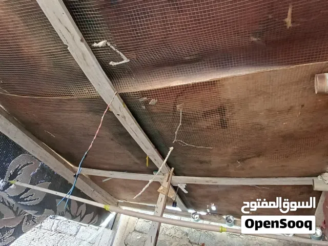 متاح براكة عصافير