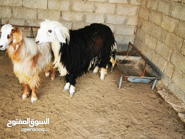ذبايح للبيع سمان فول