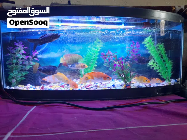 حوض سمك مع الاسماك كل يلي بلحوض 13حبه انوعهم بلاك فيش