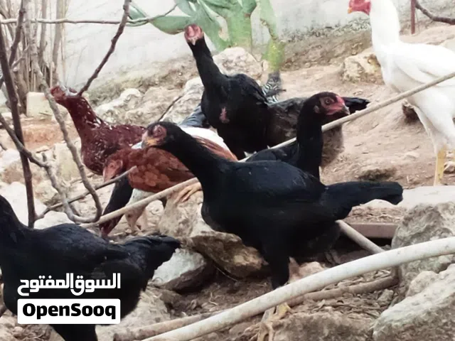 7 صيصان مشكلات 2 براهيمي  1 لمبرجيني  4 باكستاني  البيع مع الجاجة أو بدون  عمر ثلاثة أيام  سعر الصوص