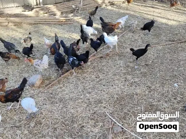طيور دجاج عماني