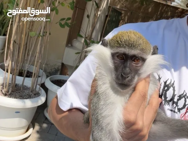 قرد الفيرفيت للبيع اليف