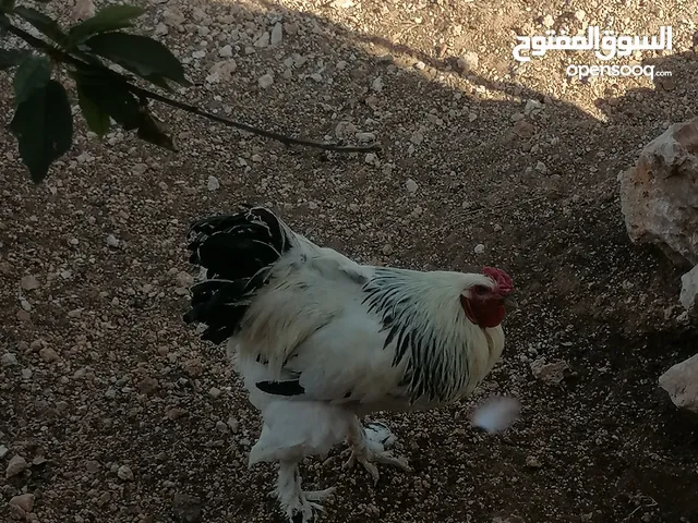 ديكين براهمي