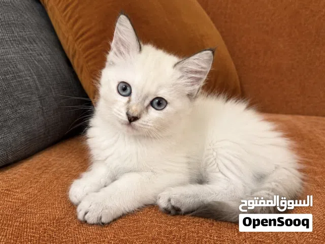 Lynx Point Ragdoll - 8 weeks old