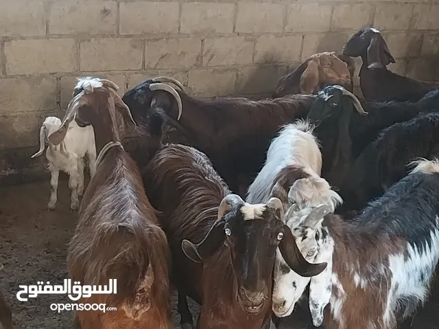 معز مجنوي للبيع