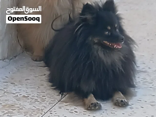 بومرينيال انثى وذكر للبيع
