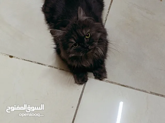قطة انثى للبيع