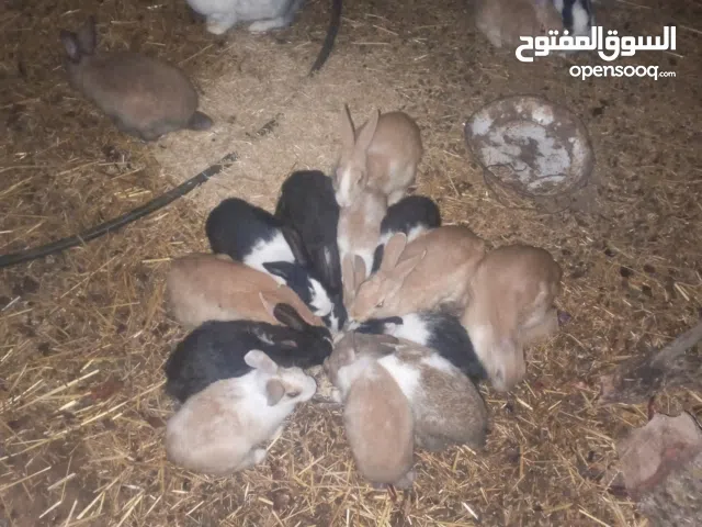 ارانب للبيع 150 درهم ديال المتر