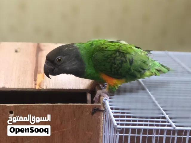 ببغاء سنغالي للبيع عمره حوالي  3او 4 سنين مع قفص حجم الكبير ليا 3 سنين بروحة ب 220 شاريه مروضه
