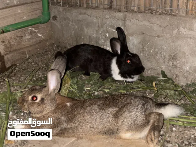 أرانب للبيع