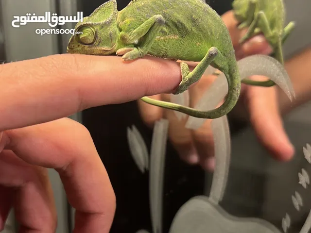 حرباء للبيع جميع الاحجام بجده