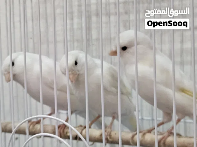 selling canaries bird