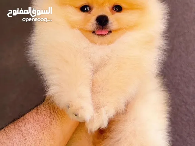 مطلوب كلب للتبني للمنزل•