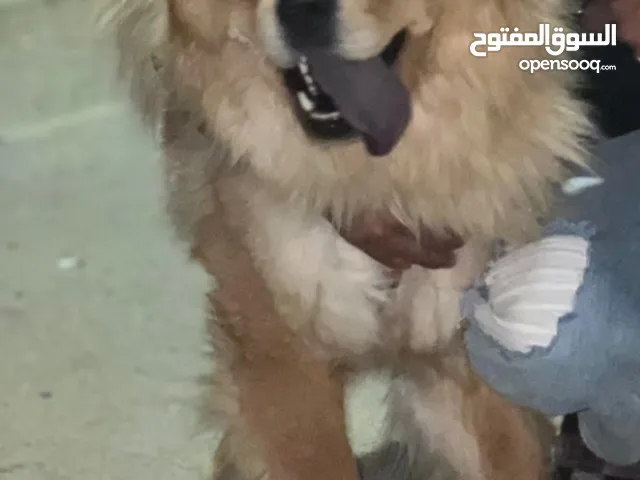 اتشاو تشاو