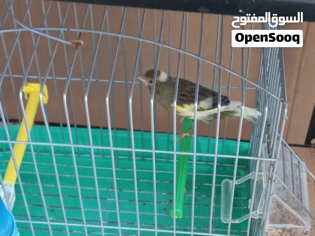 نتاية كناري واتيه