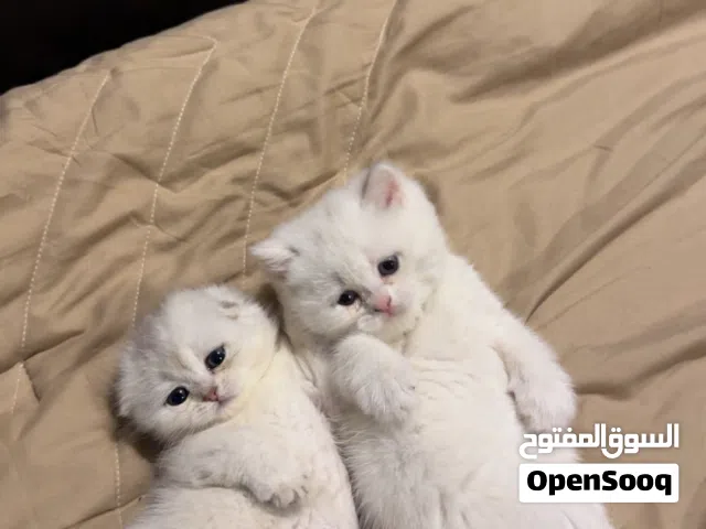 للبيع كتنز سكوتش فولد جميله جداً