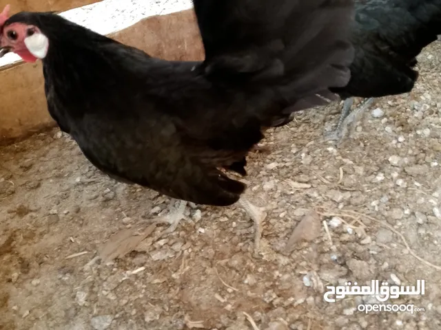مطير عصافير للبيع