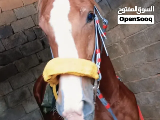 فلوة إنجليزية انتاج محلي عمرها 27شهر