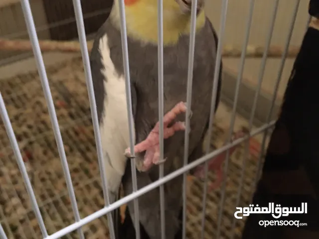 كوكتيل ذكر للبيع