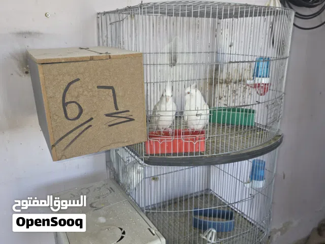 ما بتابع تعليقات نهائي توصيل اتصال أو واتس اب عين الباشا