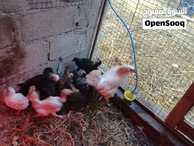 دجاج للبيع