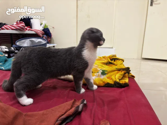 Scottish ,gray and white ,6 month old .