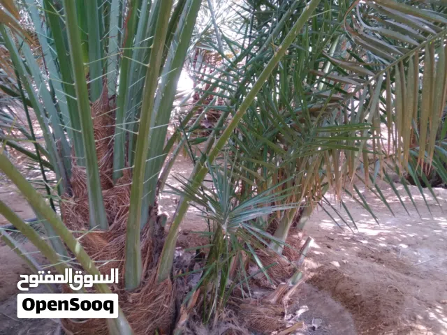 يوجد لدينا نخل عربي ووشنطني جميع النواع والمقاسات