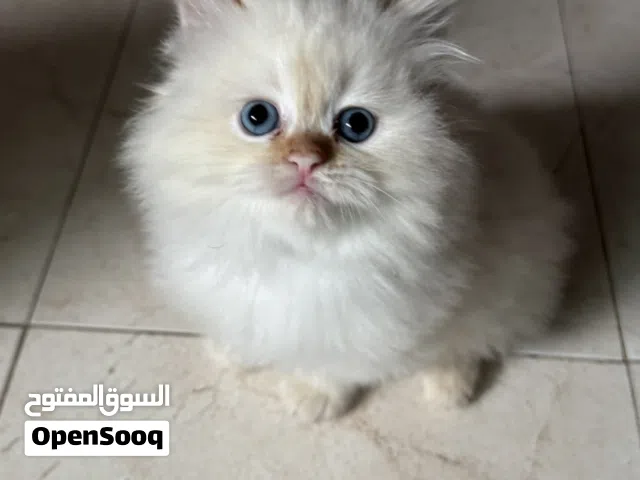 قطط فارسية.    Chatton persan