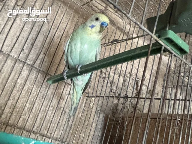 بسم الله الرحمن الرحيم اربع جواز حب رينبو كل لجواز تحتيهم بيض اشي قرب يفقص واشي جديد طبعاً اجواز