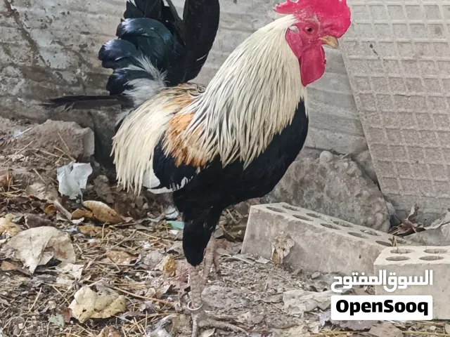 ديج شوكي للبيع