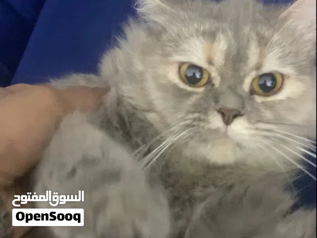 Female trained and friendly cat