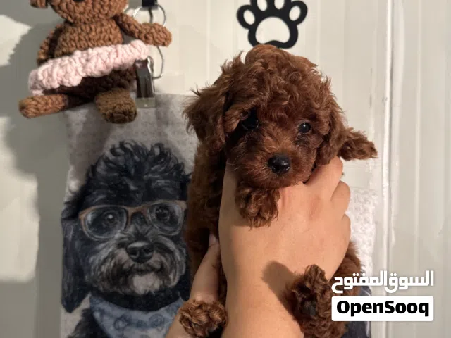 Toypoodleتوي بودل