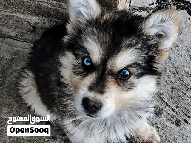 ماشاء الله جروه هاسكي عيون زرق