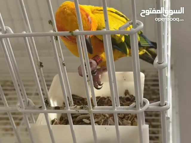 طير سن كنيور للبيع يحب اللعب و يقول متو و طيران حر