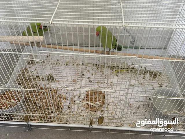 Durra parrots 350 dirhams