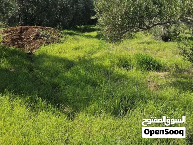 Residential Land for Rent in Irbid Bushra